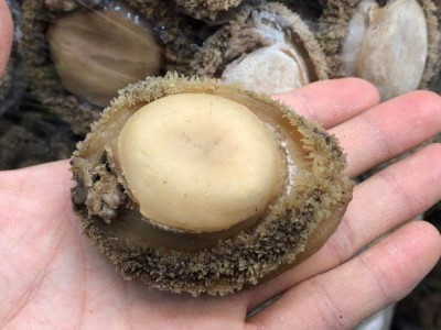 南非鲍鱼批发 2-80头非洲深海干鲍产地 海产干货酒店 酒楼用图3