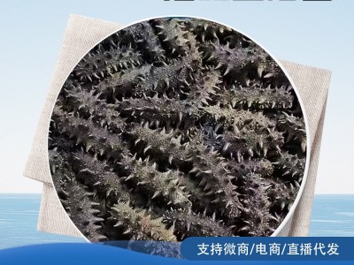 福润拉缸盐海参批发 半干海参批发500g非海参干货刺参 海参礼盒装图5