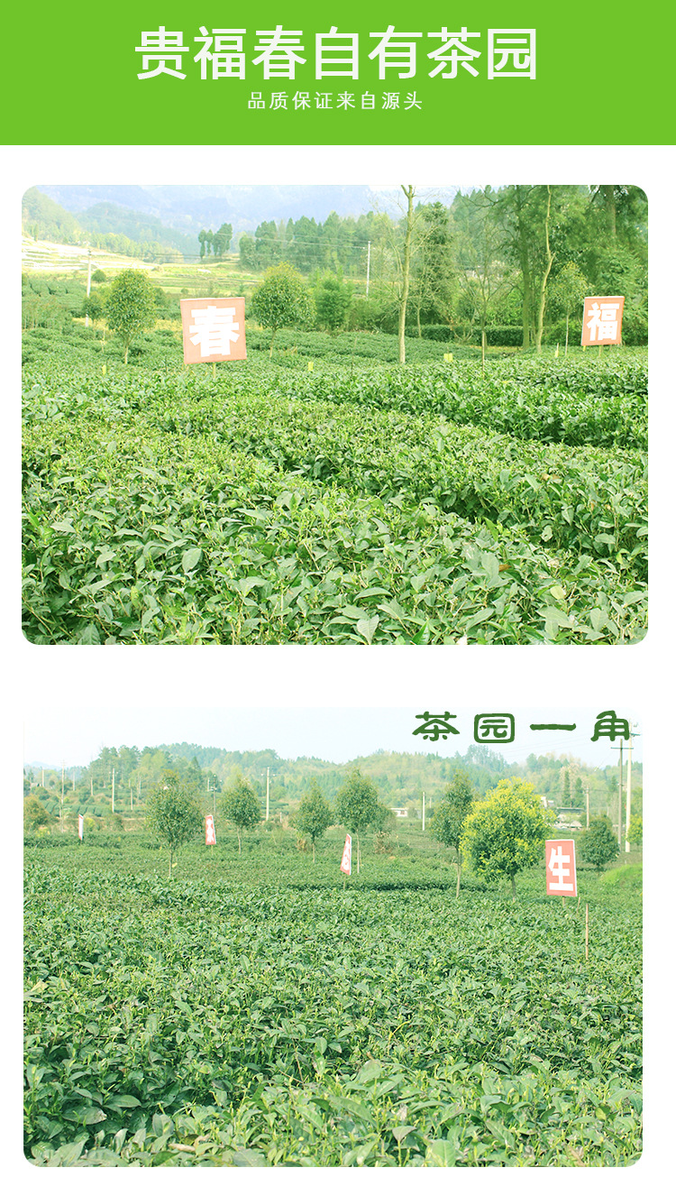 茶园介绍