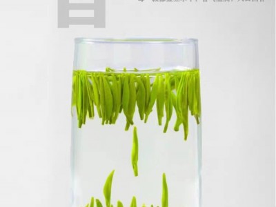 2022春茶湄潭翠芽绿茶雀舌茶贵州茶叶高山独芽散装图2