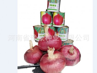 厂家直供早熟紫宝洋葱种子 耐储早熟丰产深紫皮图3