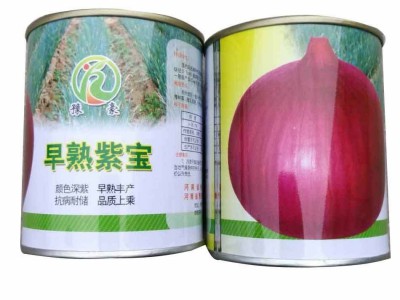 厂家直供早熟紫宝洋葱种子 耐储早熟丰产深紫皮图5