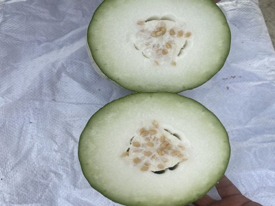 豫豪研早熟水果冬瓜种子200粒豪研粉秀图2