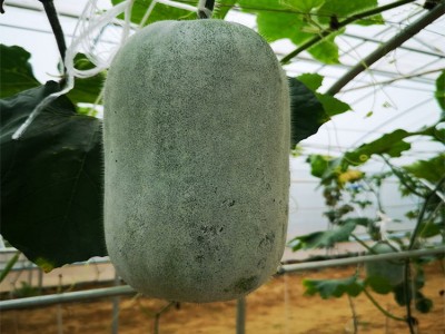 豫豪研早熟水果冬瓜种子200粒豪研粉秀图5