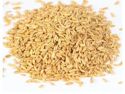 燕麦米500克胚芽燕麦内蒙古胚芽燕麦煮粥批发五谷杂粮厂家直供图3