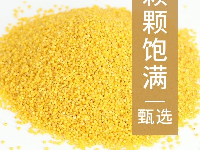 黄小米500g批发散装山西新米农家香糯小米五谷杂粮粥粗粮鹤 来香图3