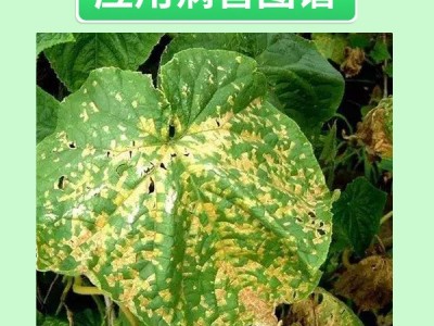 鑫天兰3%中生菌素果树疮痂病蔬菜细菌性角斑青枯病农药杀菌剂1kg图3