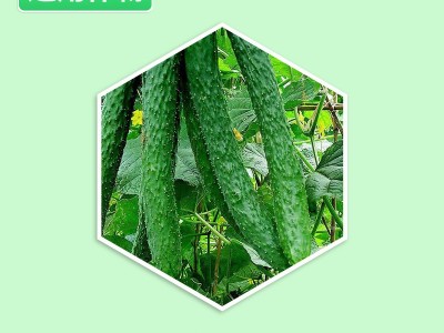 鑫天兰3%中生菌素果树疮痂病蔬菜细菌性角斑青枯病农药杀菌剂1kg图2