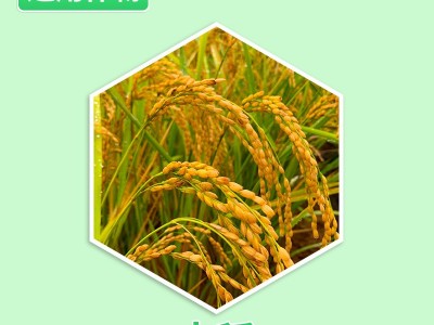 鑫天兰50%吡蚜呋虫胺图3