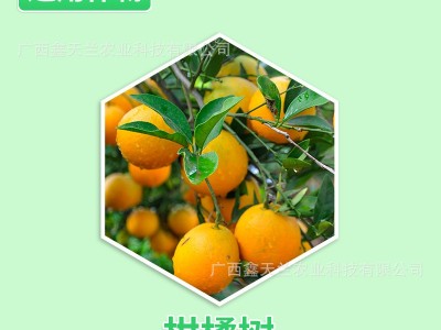 鑫天兰33%螺虫·噻嗪酮胃毒内吸药效稳定抑虫杀卵持效期长介壳虫图2