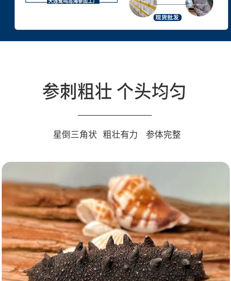 大连纯淡干海参详情_04.jpg
