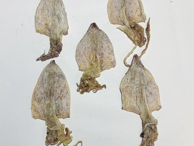 海产品特产供应 淡晒海鲜鱿鱼干 500g干货烧烤鱿鱼散装厂家批发图3