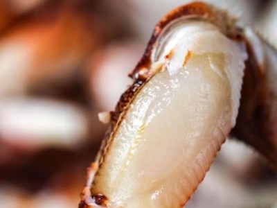 沙蟹钳新鲜鲜活蟹脚蟹腿海怪腿沙蟹钳花蟹钳海鲜醉蟹钳原料批发图4