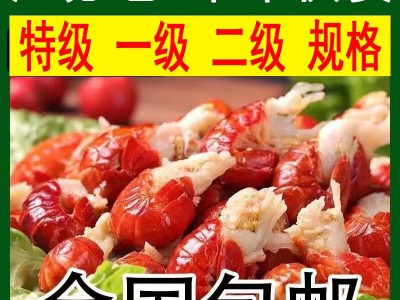 鲜活龙虾尾 冷冻虾尾 无冰衣 捞汁海鲜批发图5