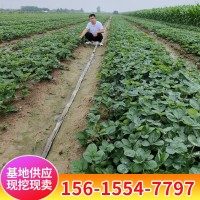 红颜草莓价格 章姬 甜宝草莓 丰香 四季草莓 草莓基地