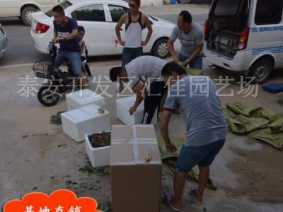 红颜草莓价格 章姬 甜宝草莓 丰香 四季草莓 草莓基地图2