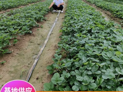红颜草莓价格 章姬 甜宝草莓 丰香 四季草莓 草莓基地图4