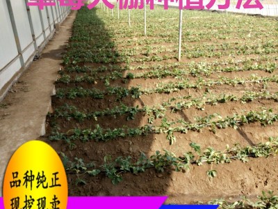 红颜草莓价格 章姬 甜宝草莓 丰香 四季草莓 草莓基地图3