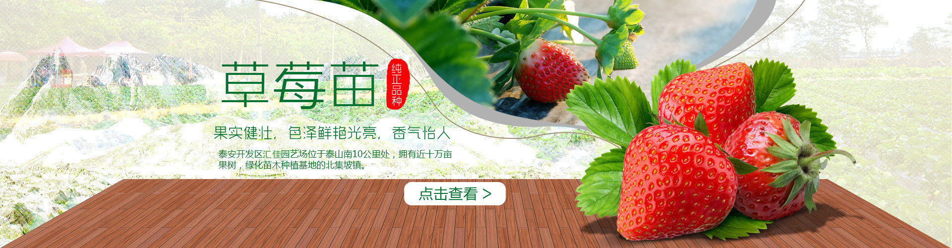 草莓1_副本