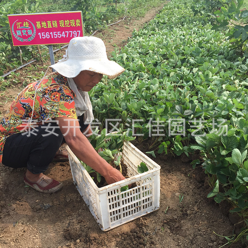 草莓苗 (4)