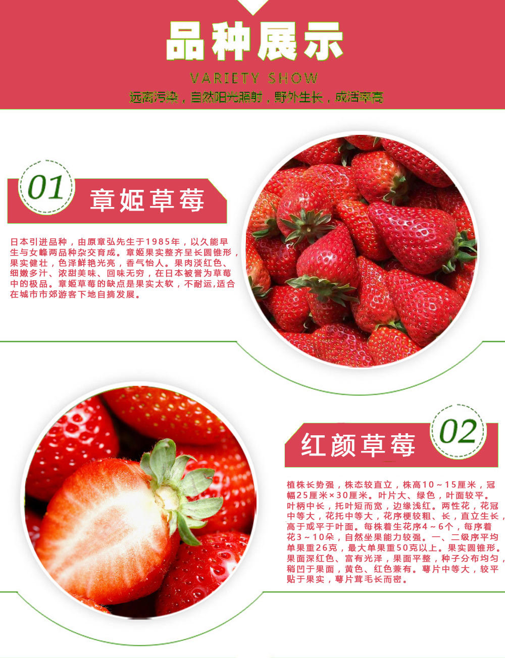 草莓苗_04