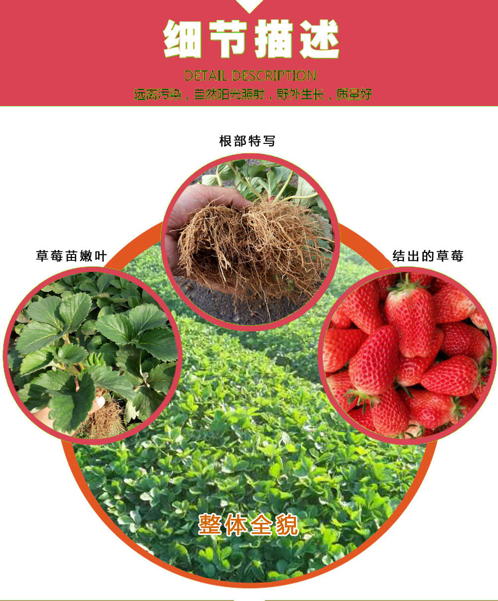草莓苗_03
