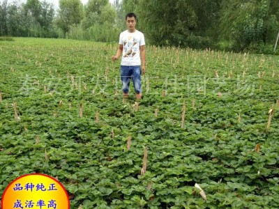红颜草莓苗 章姬草莓苗 甜查理草莓苗 基地直销 成活率高.图2