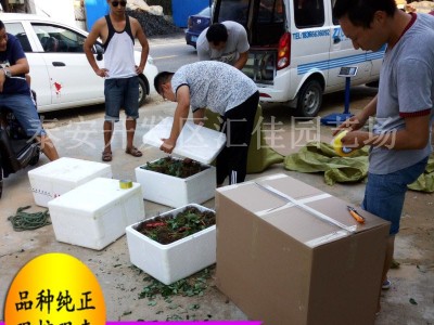 红颜草莓苗 章姬草莓苗 甜查理草莓苗 基地直销 成活率高.图4