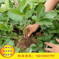 红颜草莓苗 章姬草莓苗 甜查理草莓苗 基地直销 成活率高.