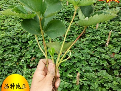 红颜草莓苗 章姬草莓苗 甜查理草莓苗 基地直销 成活率高.图3