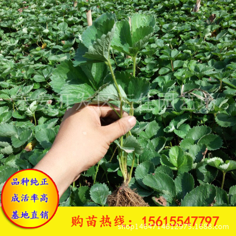 汇佳园艺场