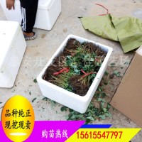 草莓苗批发 山东大量出售红颜草莓苗 品种齐全 产量高章姬草莓苗