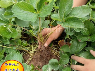草莓苗批发 山东大量出售红颜草莓苗 品种齐全 产量高章姬草莓苗图4