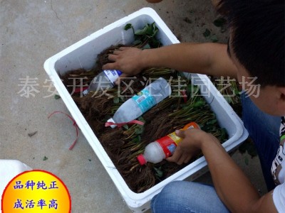 草莓苗批发 山东大量出售红颜草莓苗 品种齐全 产量高章姬草莓苗图3