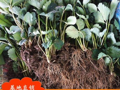 草莓苗批发 山东大量出售红颜草莓苗 品种齐全 产量高章姬草莓苗图5