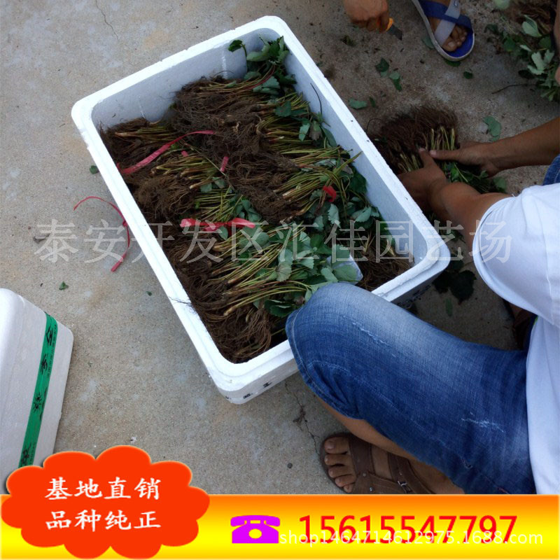 汇佳园艺场