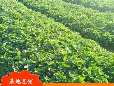 现货出售草莓苗 红颜草莓苗 大棚草莓苗 脱毒草莓苗 章姬草莓苗图2
