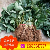 现货出售草莓苗 红颜草莓苗 大棚草莓苗 脱毒草莓苗 章姬草莓苗