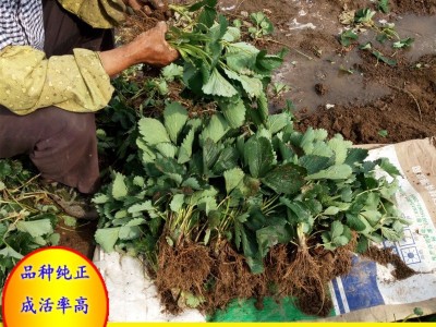 现货出售草莓苗 红颜草莓苗 大棚草莓苗 脱毒草莓苗 章姬草莓苗图5