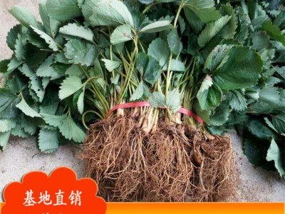 现货出售草莓苗 红颜草莓苗 大棚草莓苗 脱毒草莓苗 章姬草莓苗图4