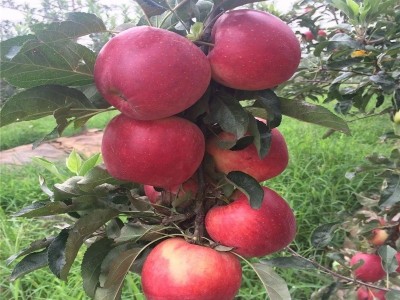 鲁丽苹果苗木新品种苹果苗嫁接苗早熟苹果 南北方种植果树苗图4
