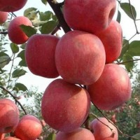 鲁丽苹果苗木新品种苹果苗嫁接苗早熟苹果 南北方种植果树苗