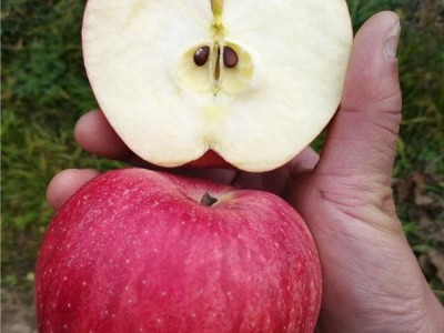 鲁丽苹果苗木新品种苹果苗嫁接苗早熟苹果 南北方种植果树苗图3