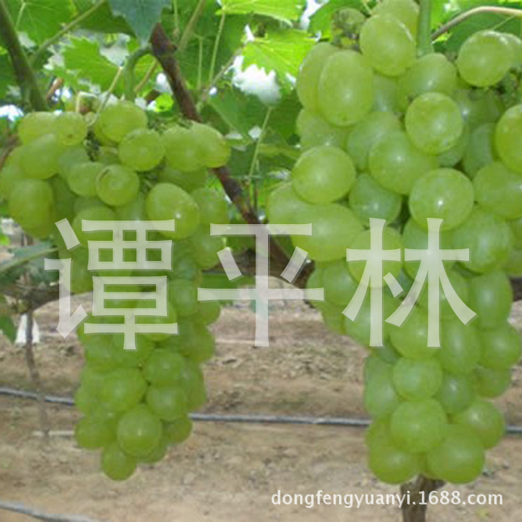 维多利亚葡萄苗