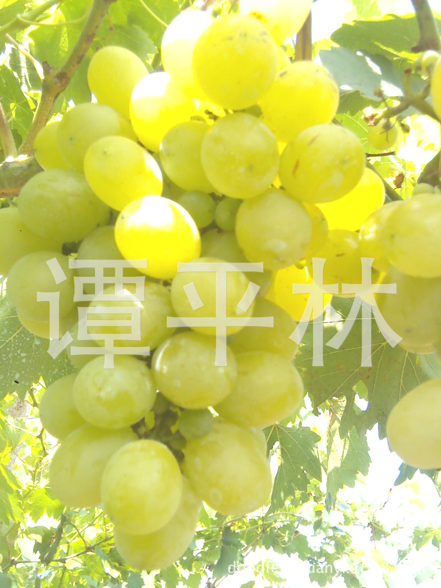 维多利亚葡萄苗