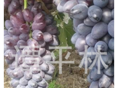 黑巴拉多葡萄苗 嫁接盆栽葡萄苗 新品种葡萄水果苗肉嫩汁多图3