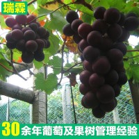 黑巴拉多葡萄苗 嫁接盆栽葡萄苗 新品种葡萄水果苗肉嫩汁多