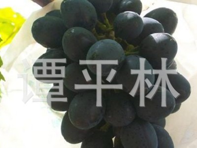 黑巴拉多葡萄苗 嫁接盆栽葡萄苗 新品种葡萄水果苗肉嫩汁多图5