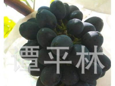 黑巴拉多葡萄苗 嫁接盆栽葡萄苗 新品种葡萄水果苗肉嫩汁多图4