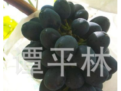 黑巴拉多葡萄苗 嫁接盆栽葡萄苗 新品种葡萄水果苗肉嫩汁多图2